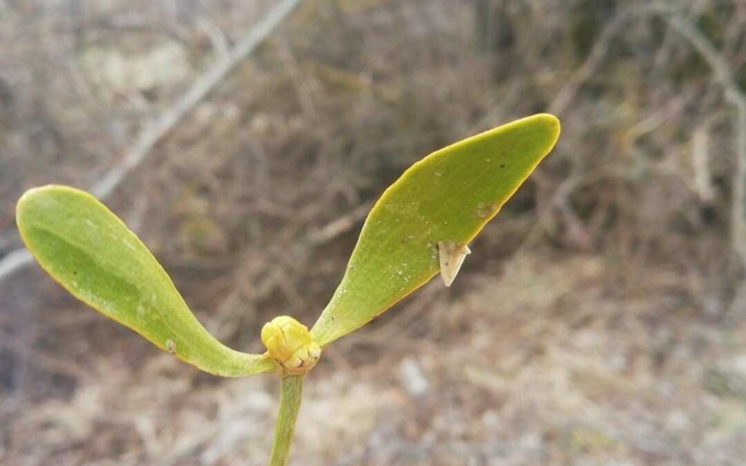 Le storie del bosco: della quercia, del vischio, di Baldr il lucente e del suo antagonista Loki