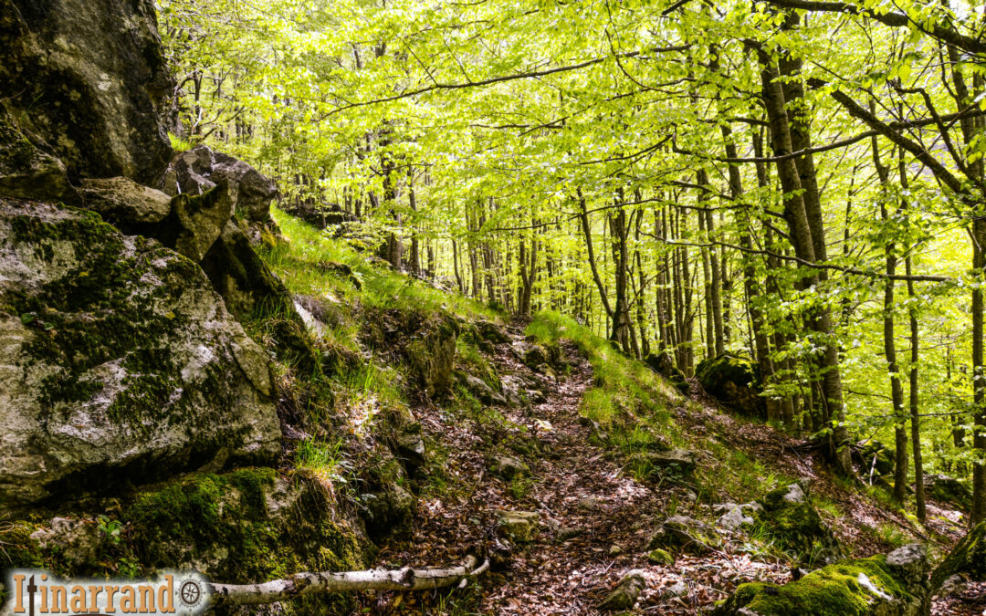 Camminare nel bosco ti fa bene. L’incredibile potere degli alberi.
