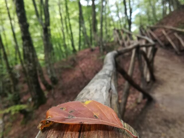 Gli alberi in autunno ci insegnano: meglio perdere che rischiare di stare male