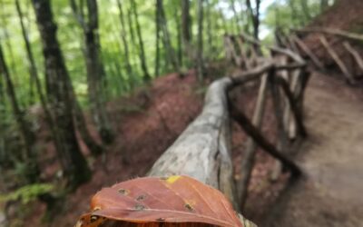 Gli alberi in autunno ci insegnano: meglio perdere che rischiare di stare male