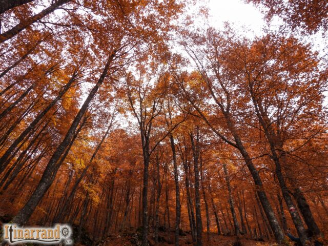 Nel bosco d’autunno ho trovato la vita, il cuore e un sentiero che riporta a casa