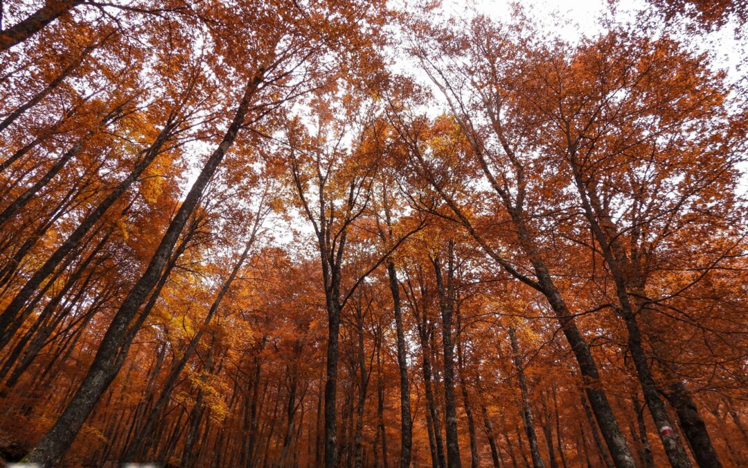 Nel bosco d’autunno ho trovato la vita, il cuore e un sentiero che riporta a casa