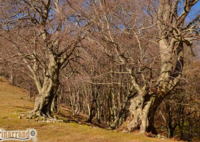Blog - Itinarrando - Autore