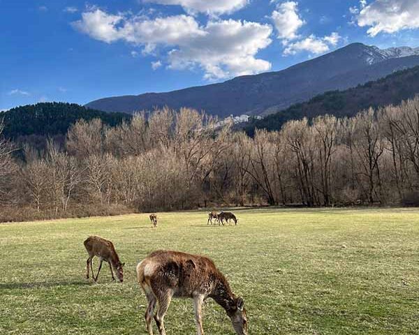 Itinarrando - Escursioni - Cervo