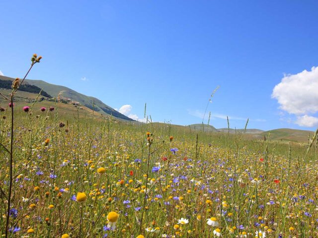 UMBRIA: LA FIORITURA DI CASTELLUCCIO DI NORCIA, IL MONTE VETTORE E LE GOLE DEL VELINO