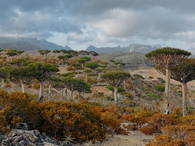 SOCOTRA: L’ULTIMO PARADISO