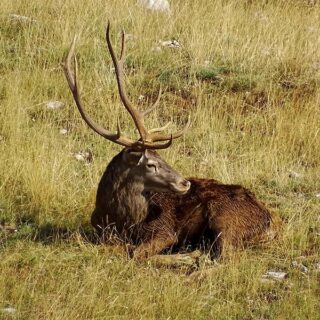 https://www.itinarrando.com/wp-content/uploads/2026/10/bramito-cervi-monte-mattone-320x320.jpg